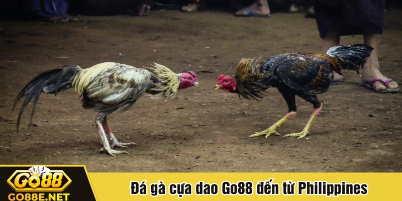 Đá gà cựa dao Go88 đến từ Philippines