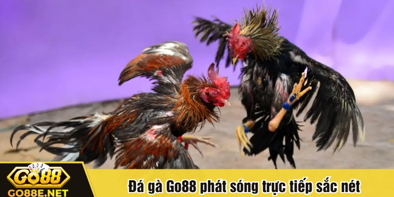Đá gà Go88 phát sóng trực tiếp sắc nét